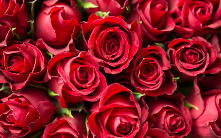 , Flower, Rose, Textur HD Wallpaper Desktop Background