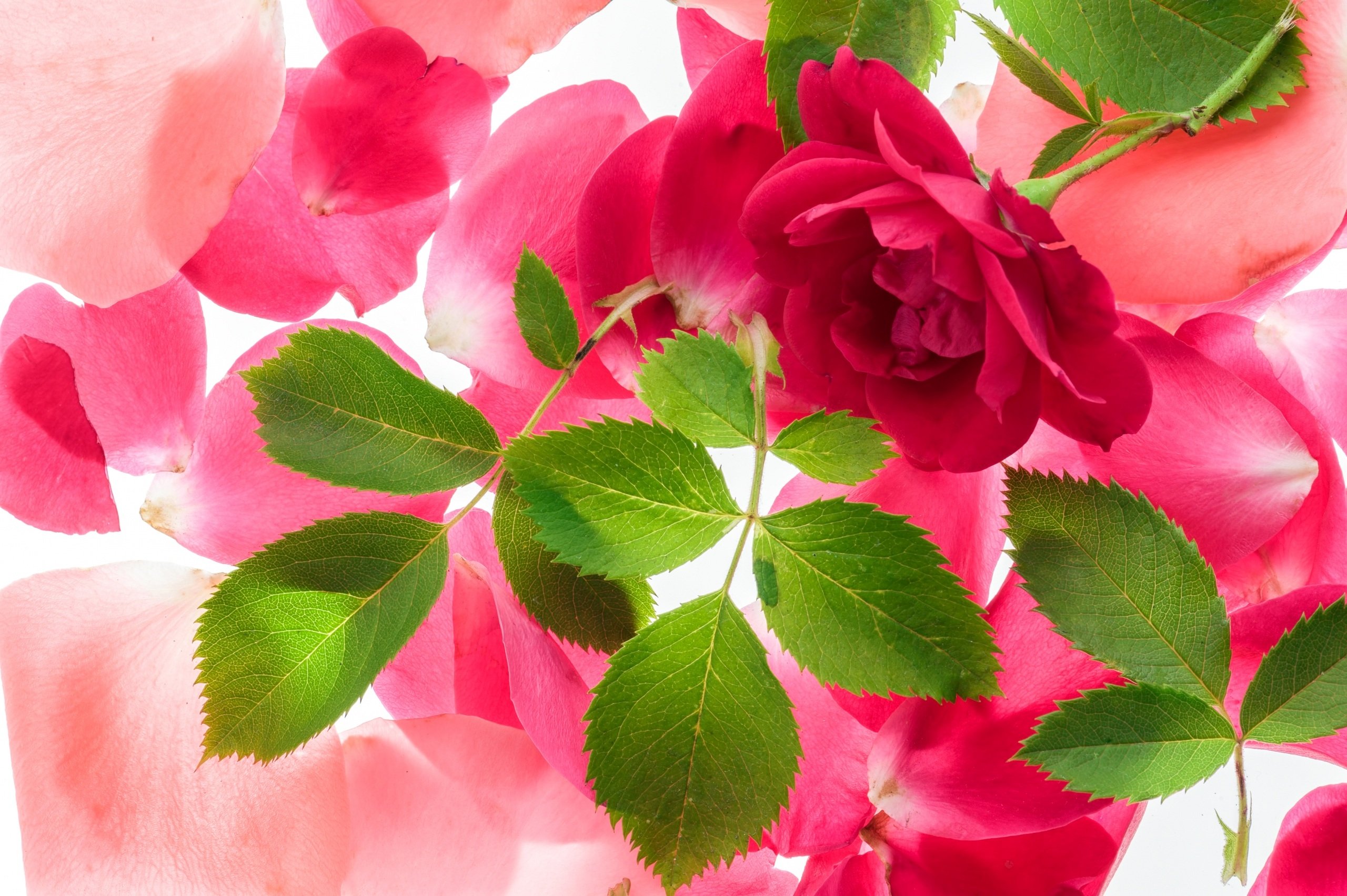 , Flower, Rose, Textur Wallpaper
