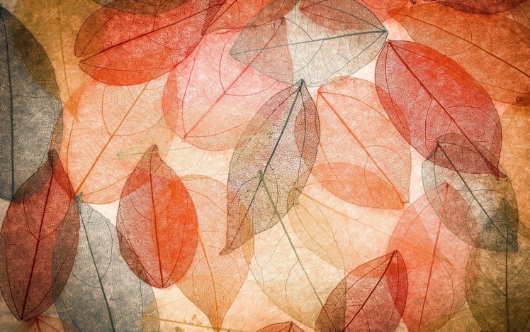 autumn, Texture, Leaf HD Wallpaper Desktop Background