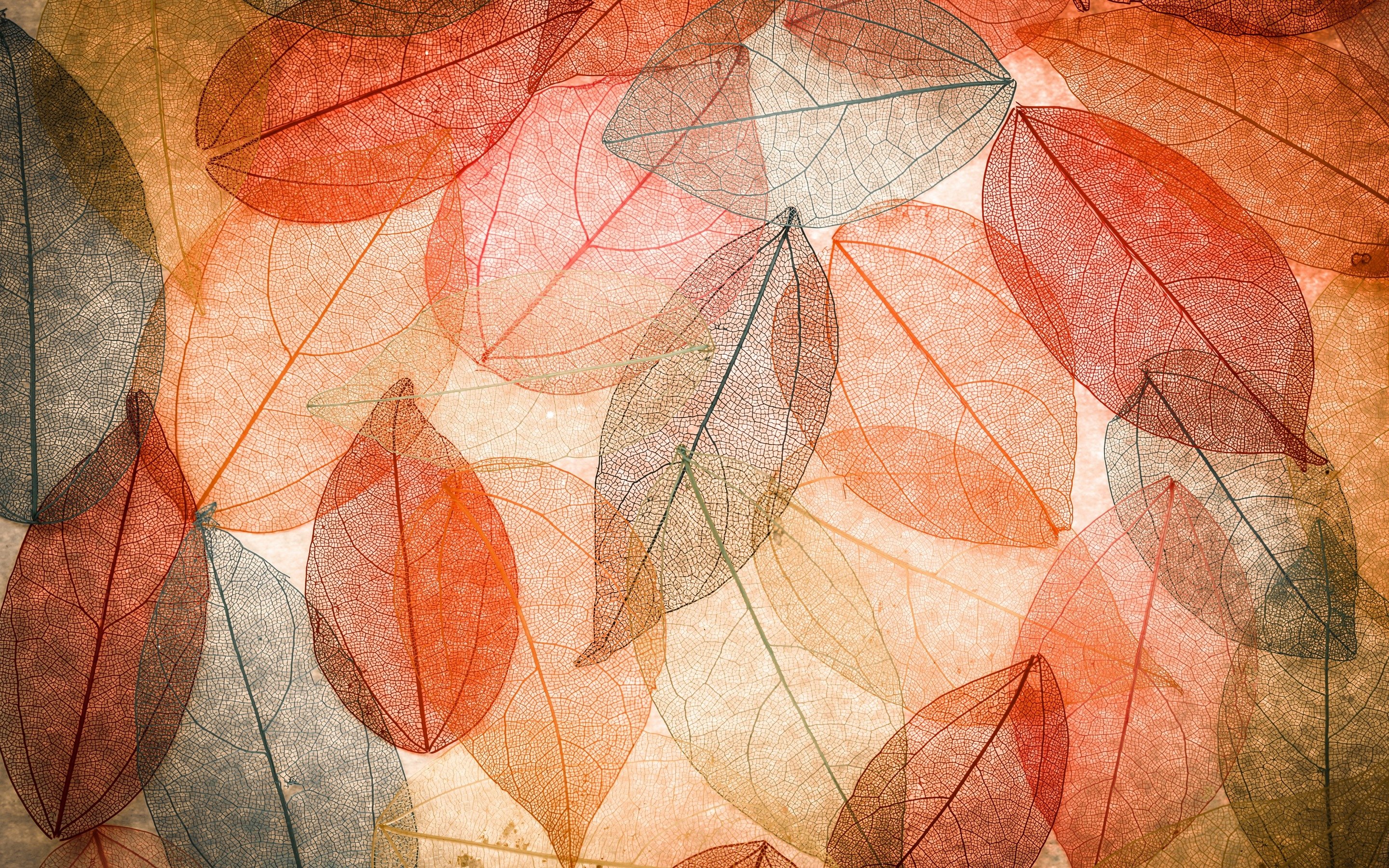autumn, Texture, Leaf Wallpaper