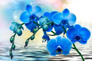 flower, Orchid, Card, Blue