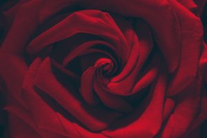 red, Rose, Flower, Texture