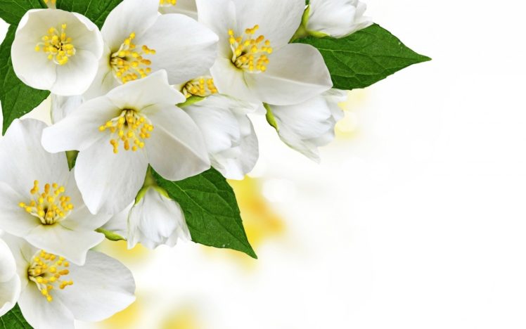 texture, Flower, Jasmine HD Wallpaper Desktop Background