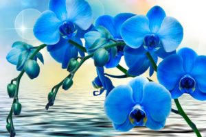 textures, Blue, Orchids