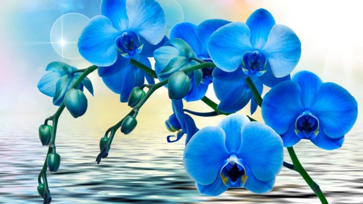 textures, Blue, Orchids HD Wallpaper Desktop Background