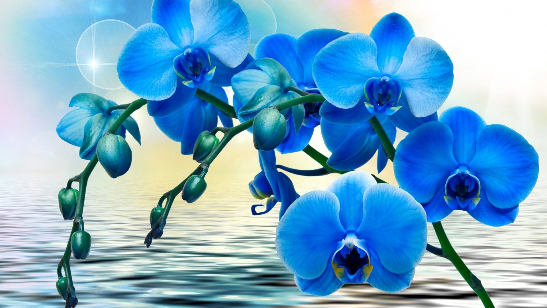 textures, Blue, Orchids Wallpaper