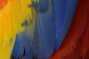 textures, Feathers