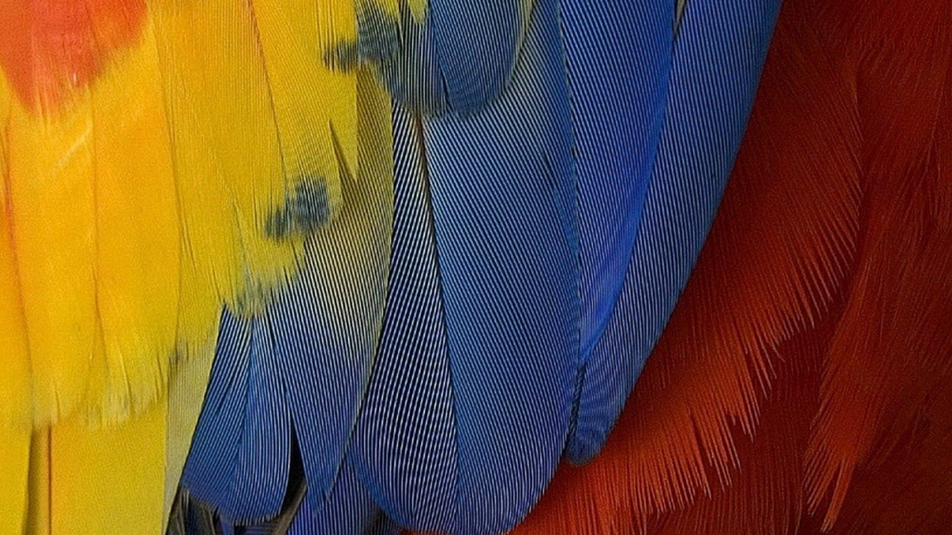textures, Feathers Wallpaper