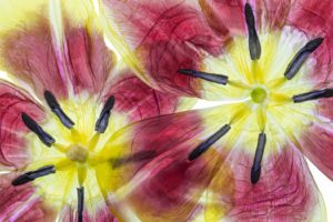 textures, Flower, Tulips