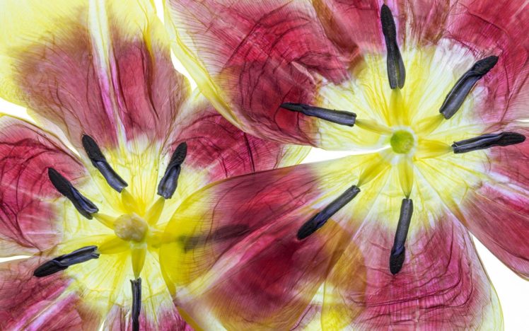 textures, Flower, Tulips HD Wallpaper Desktop Background