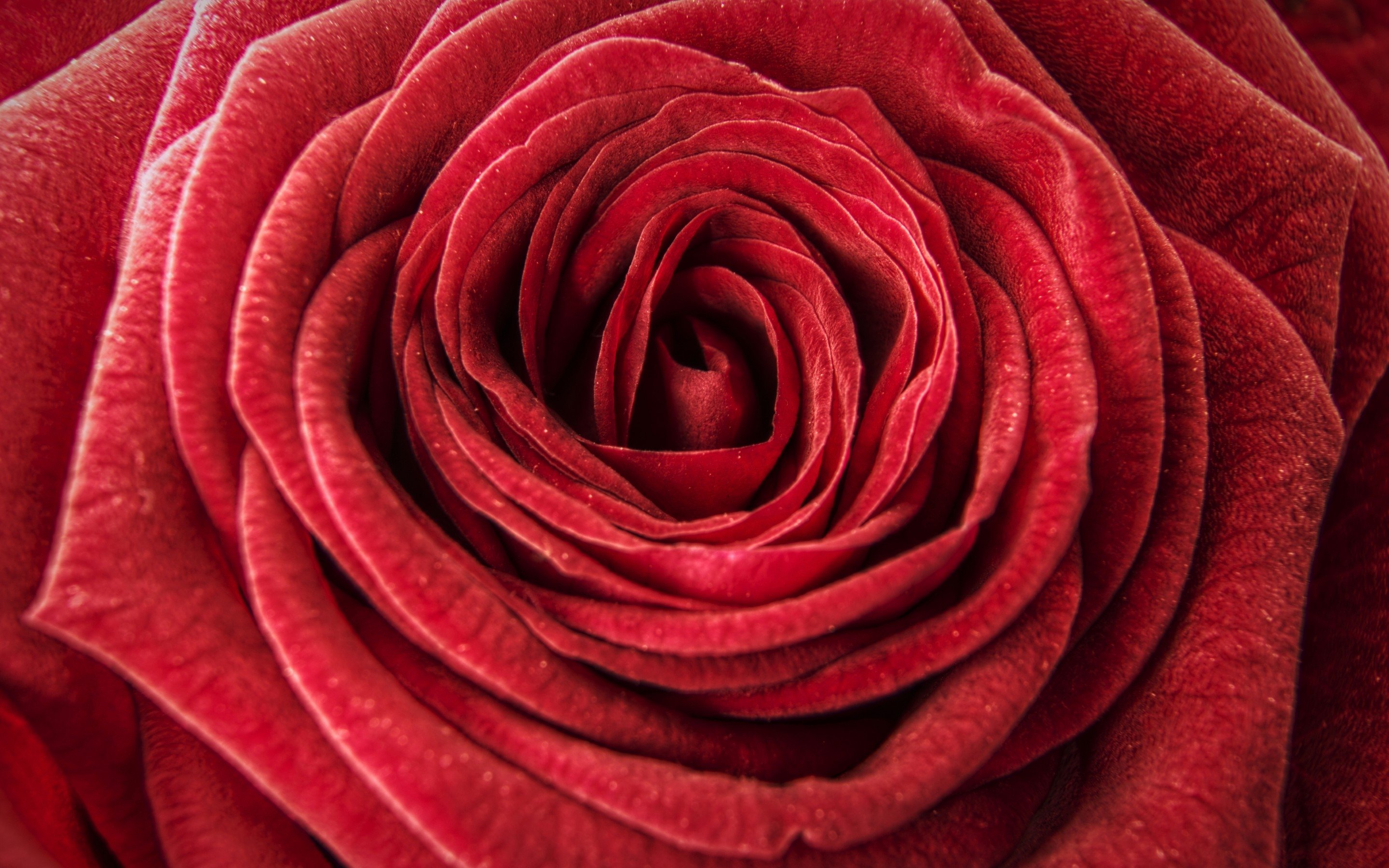textures, Red, Rose Wallpaper