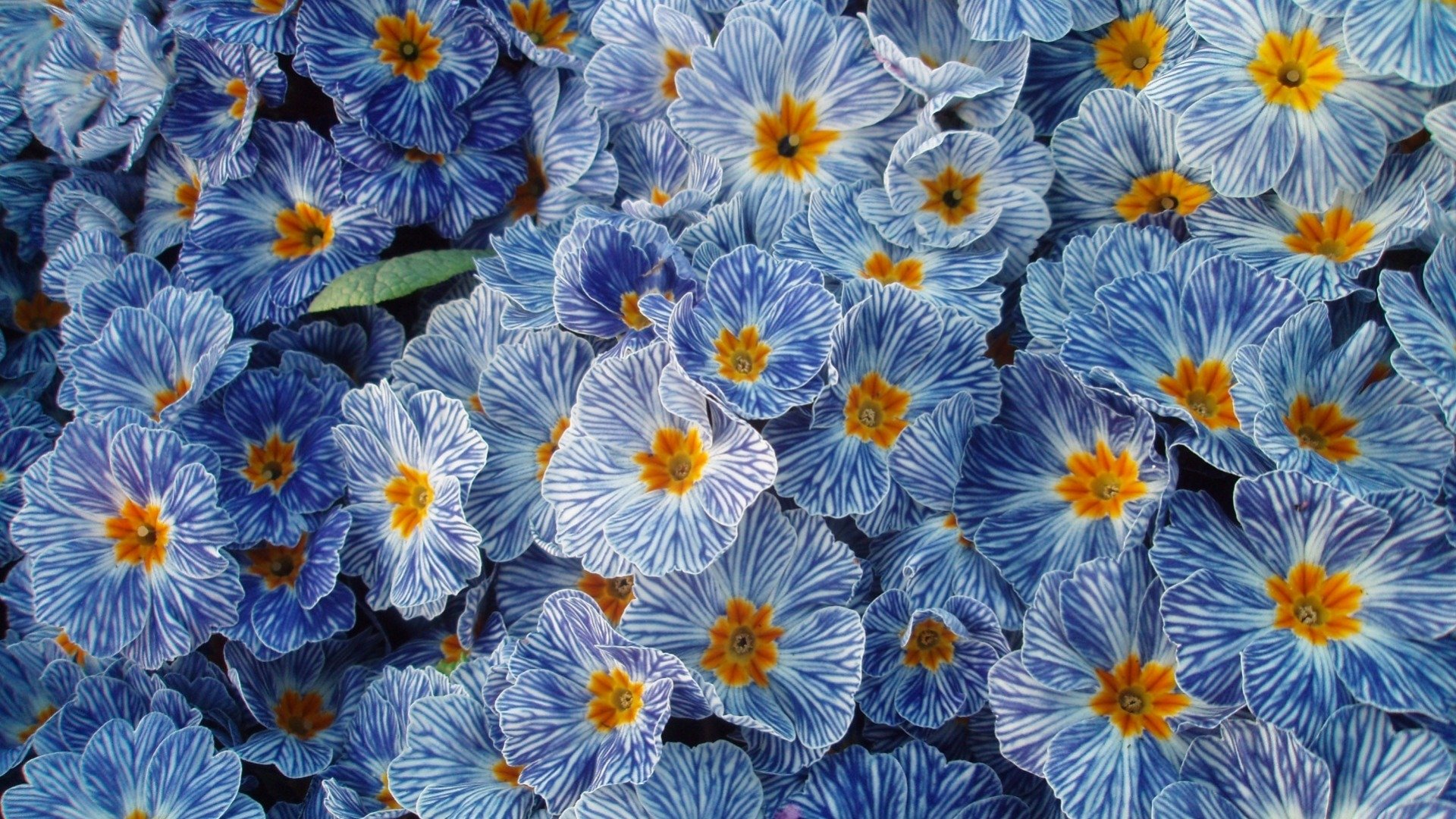 Spring Flowers Wallpapers Hd 60 Pixelstalk Net - vrogue.co