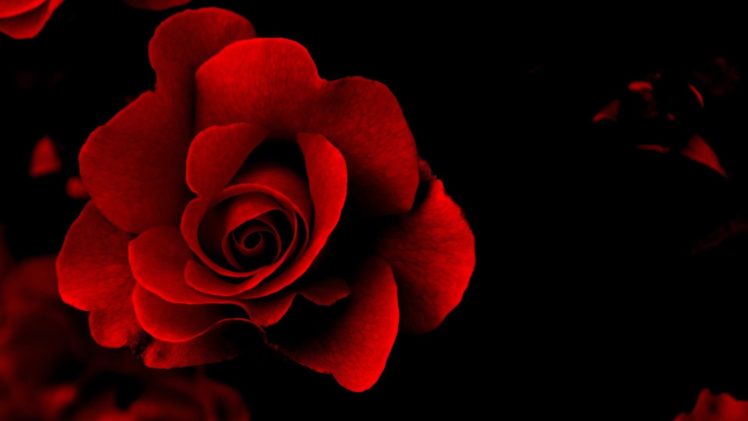 , Flower, Beauty, Texture, Red, Rose HD Wallpaper Desktop Background