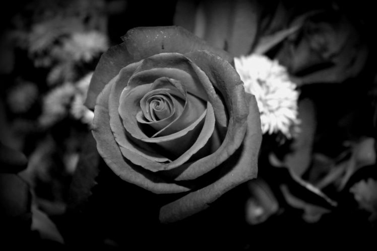 , Flower, Beauty, Texture, Black, Rose HD Wallpaper Desktop Background