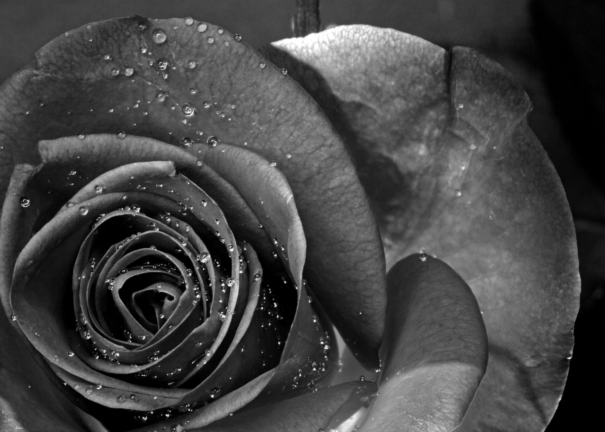 , Flower, Beauty, Texture, Black, Rose Wallpaper
