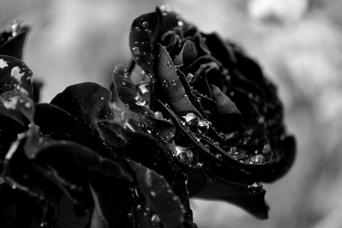texture, Flower, Black, Rose Wallpaper