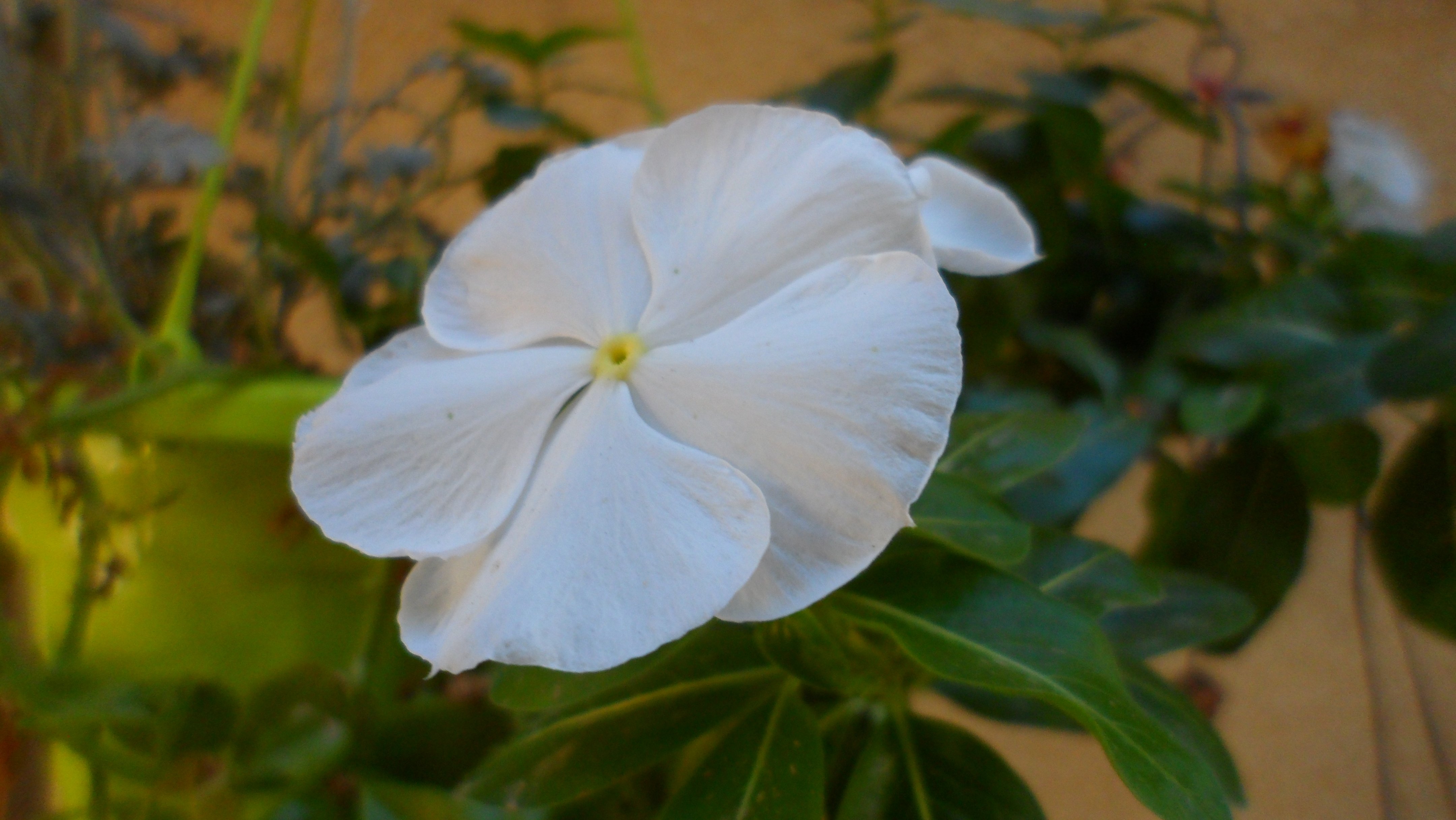 urban, Garden10 Wallpaper