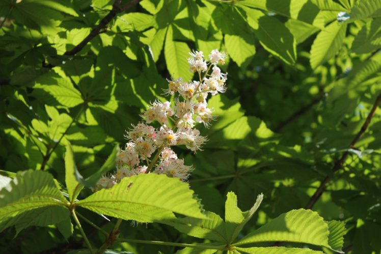 chestnut, Tree, Blossom, Flowers, Leaves, Spring HD Wallpaper Desktop Background