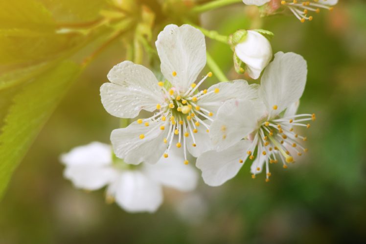 cherry, Blossom, Flowers, Macro, Spring HD Wallpaper Desktop Background
