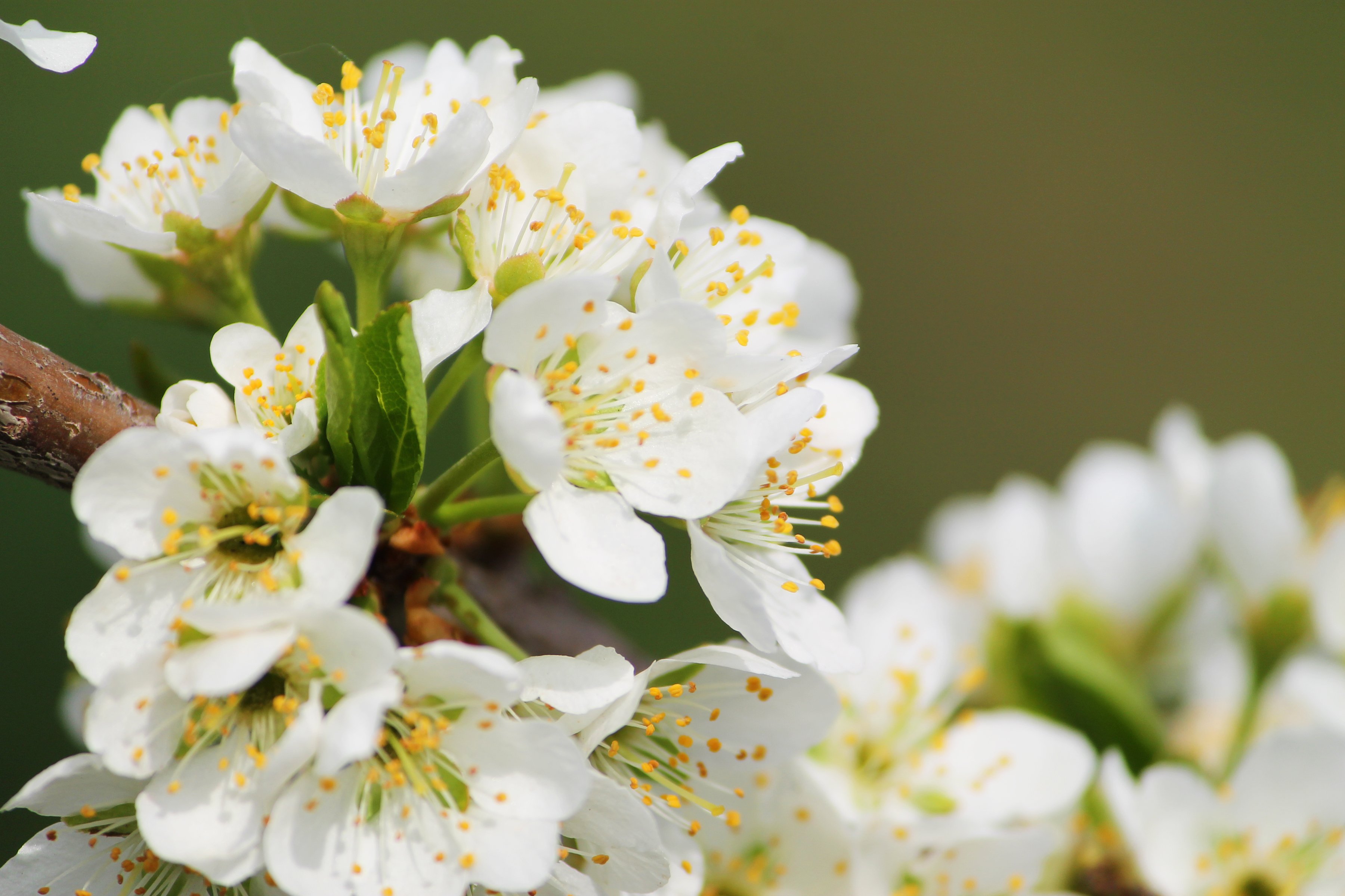 cherry, Blossom, Flowers, Macro, Spring Wallpaper