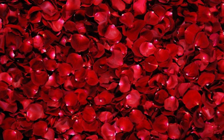 rose, Petals, Flower, Texture, Beauty HD Wallpaper Desktop Background