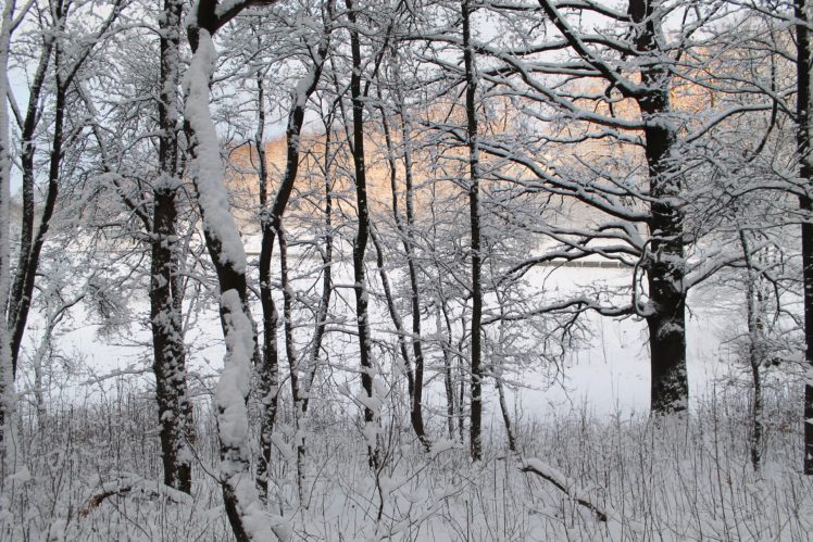 winter, Morning, Forest, Trees, Snow HD Wallpaper Desktop Background