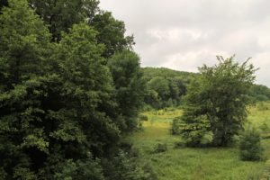 forest, Valley, Trees, Summer, Green
