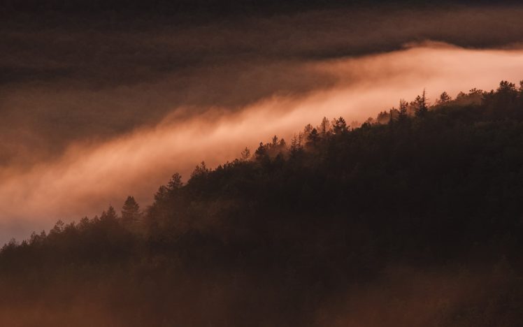 landscape, Forest, Mist HD Wallpaper Desktop Background