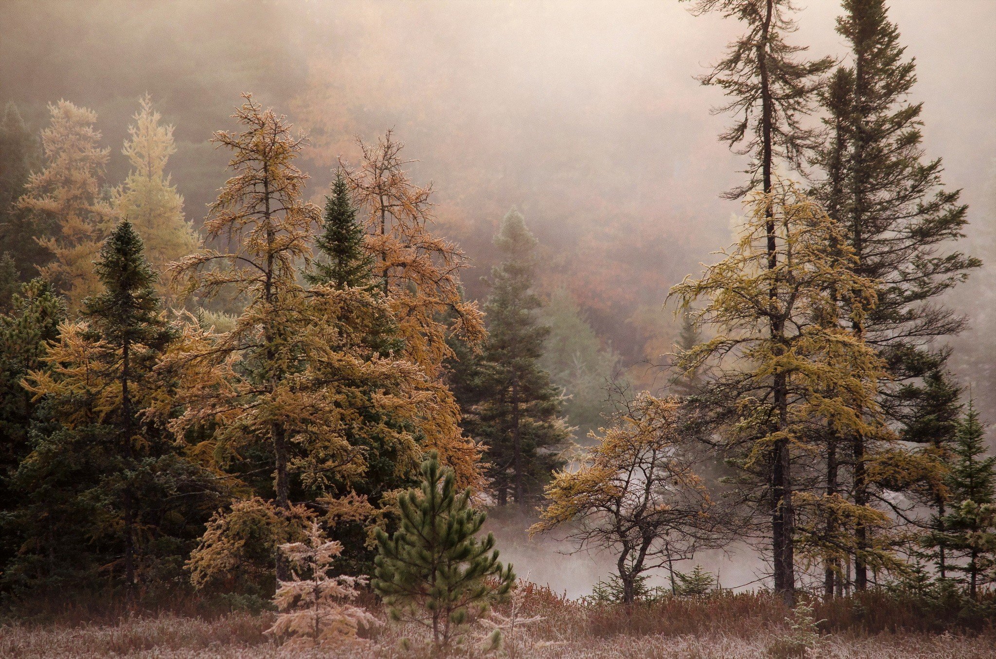 landscape, Trees, Forest, Mist, Nature Wallpaper