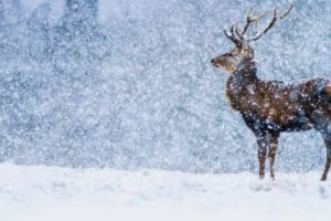 nature, Landscape, Deer, Snow