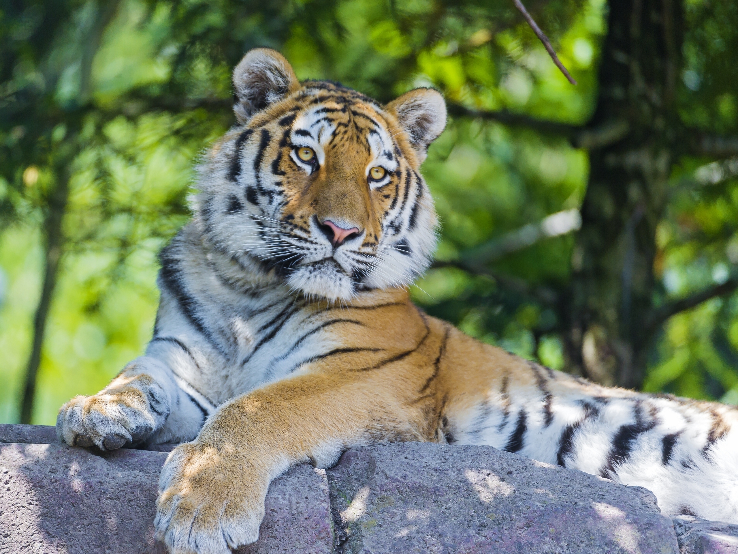 tiger Wallpaper