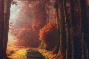 nature, Landscape, Magic, Path, Trees, Mist, Fall, Leaves, Stairs, Daylight