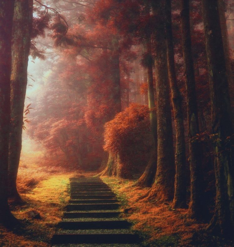 nature, Landscape, Magic, Path, Trees, Mist, Fall, Leaves, Stairs, Daylight HD Wallpaper Desktop Background