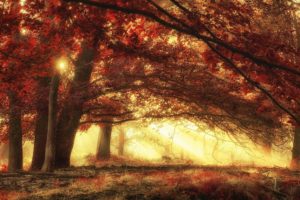 nature, Landscape, Sun, Rays, Forest, Mist, Fall, Grass, Trees, Morning, Red, Magic, Sunlight