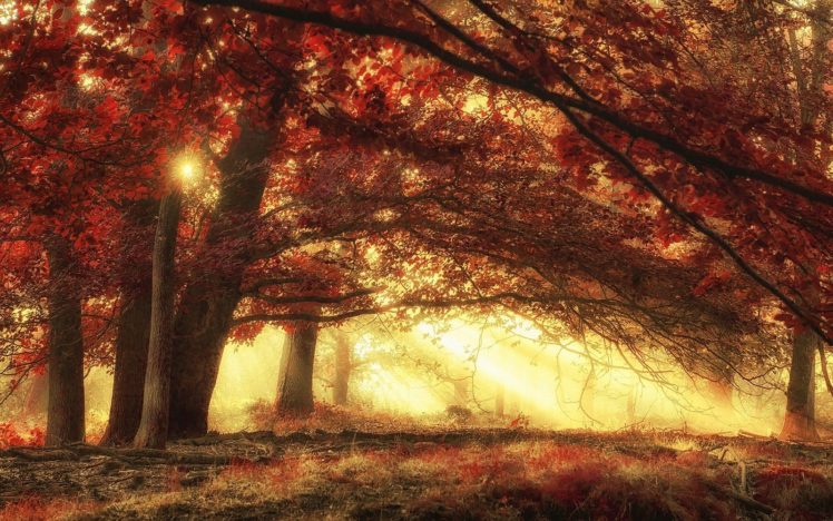 nature, Landscape, Sun, Rays, Forest, Mist, Fall, Grass, Trees, Morning, Red, Magic, Sunlight HD Wallpaper Desktop Background