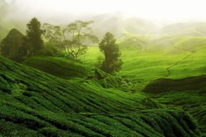 nature, Landscape, Trees, Forest, Hills, Terraces, Tea, Plant, Path, Mist, China