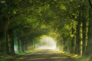 photography, Nature, Landscape, Morning, Sunlight, Road, Mist, Grass, Green, Birds, Arch, Tunnel, Netherlands