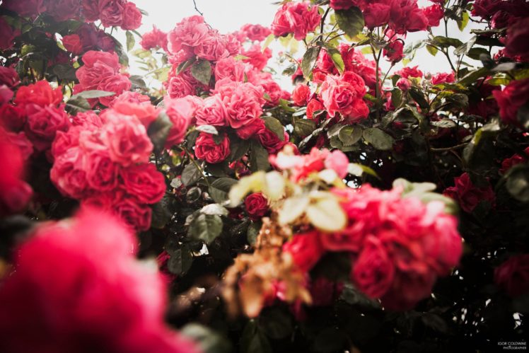 rose, Garden, Beauty, Flower, Original, Photo HD Wallpaper Desktop Background