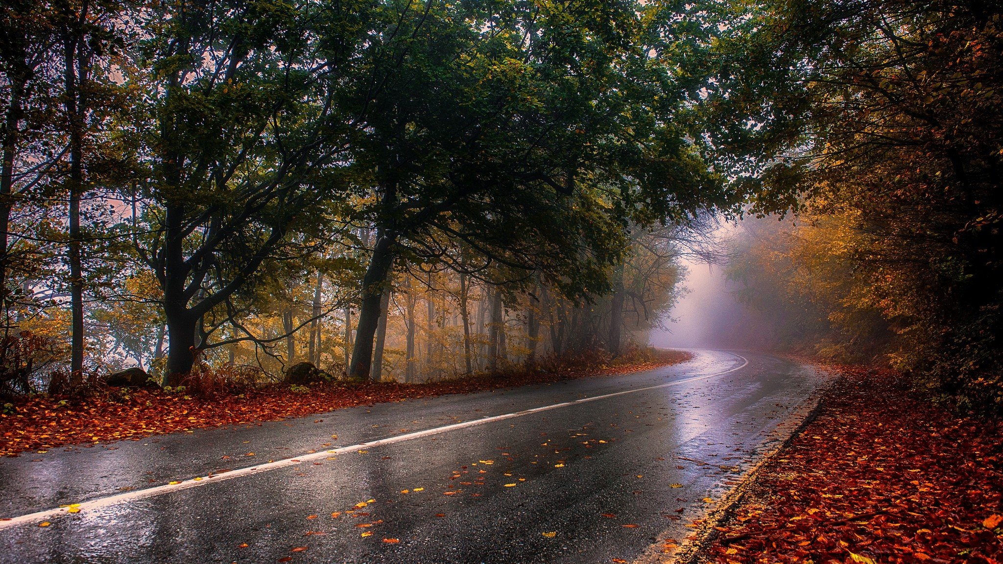 nature, Photography, Landscape, Wet, Fall, Road, Mist, Trees, Leaves, Asphalt, Forest Wallpaper