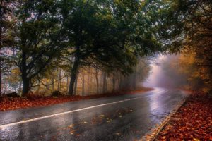 nature, Photography, Landscape, Wet, Fall, Road, Mist, Trees, Leaves, Asphalt, Forest