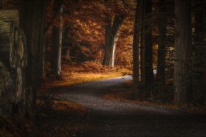 landscape, Photography, Nature, Path, Fall, Forest, Morning, Sunlight, Trees, Denmark