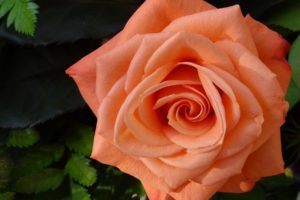 flowers, Rose