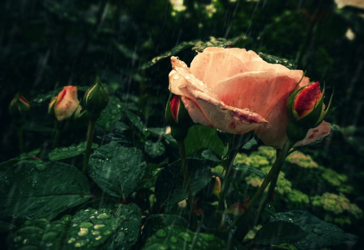 rose, Rain, Flowers HD Wallpaper Desktop Background