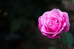 rose, Flowers, Nature