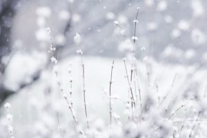 photography, Nature, Depth, Of, Field, Plants, Snow
