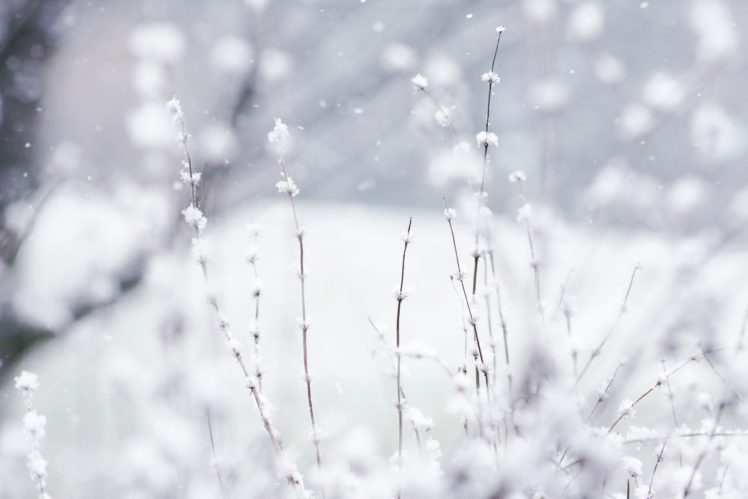 photography, Nature, Depth, Of, Field, Plants, Snow HD Wallpaper Desktop Background