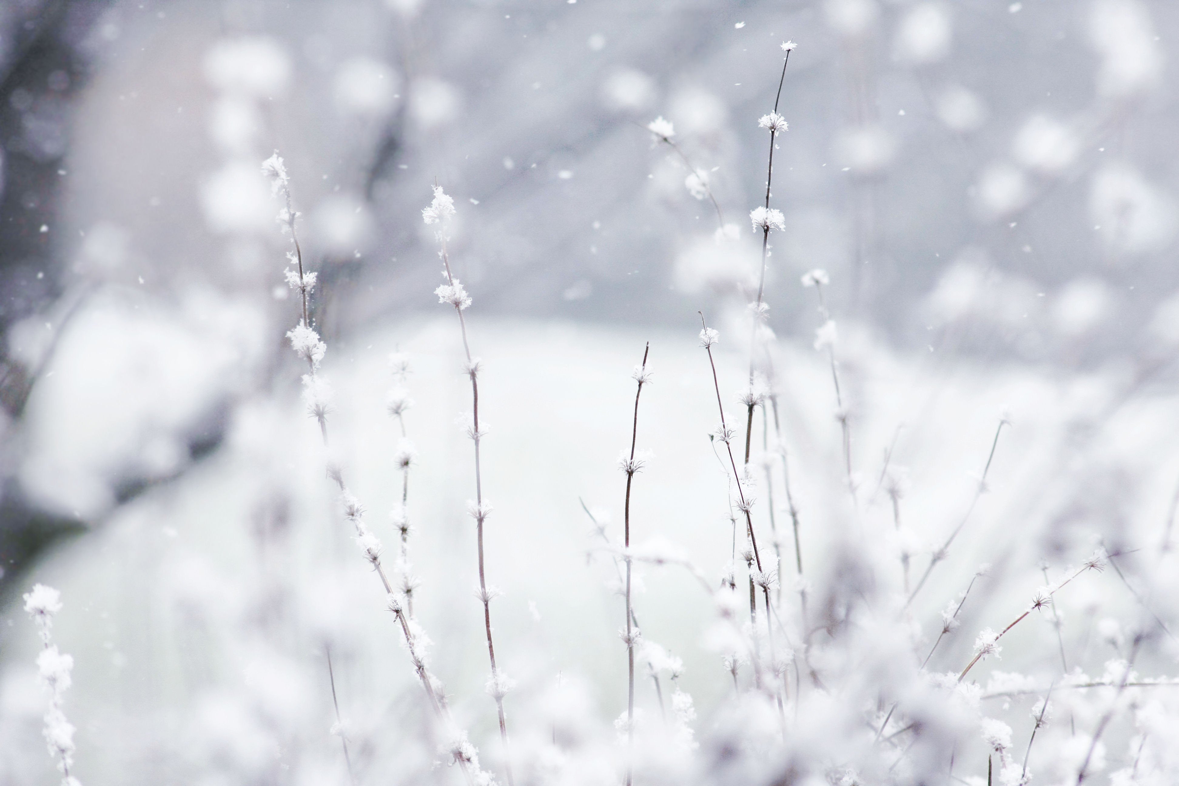 photography, Nature, Depth, Of, Field, Plants, Snow Wallpaper