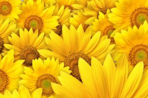 sunflower, Flower, Nature