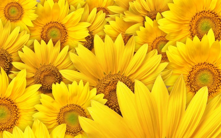 sunflower, Flower, Nature HD Wallpaper Desktop Background