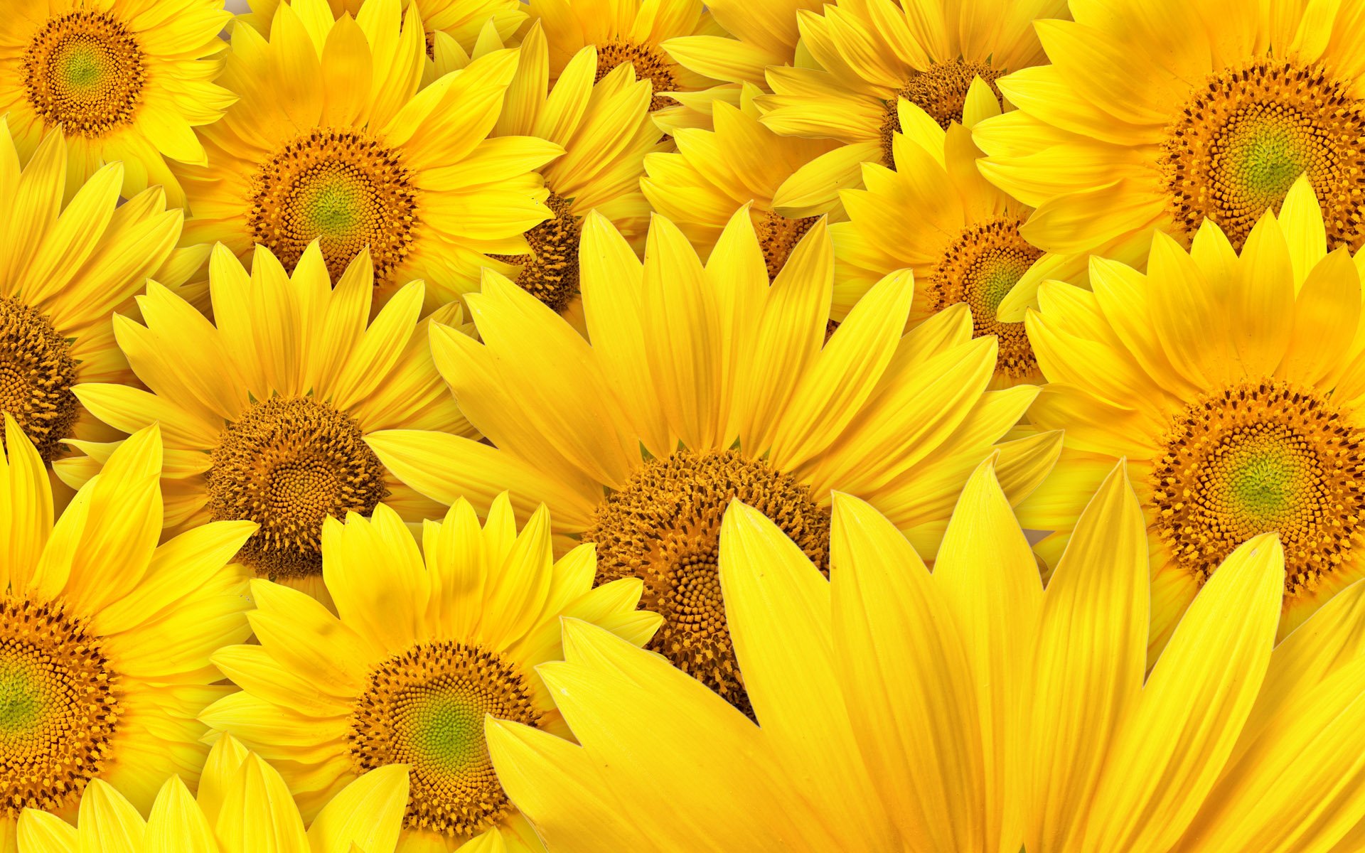 sunflower, Flower, Nature Wallpaper